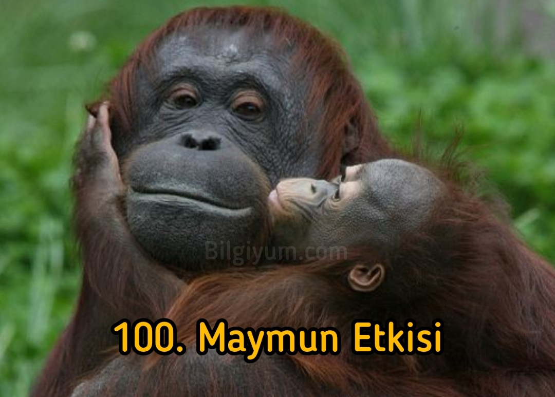 100. Maymun etkisini duymuş muydunuz?