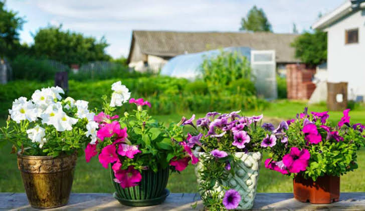 Çiçek toprağının sineklenmemesi için evde neler yapılır?